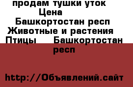 продам тушки уток  › Цена ­ 300 - Башкортостан респ. Животные и растения » Птицы   . Башкортостан респ.